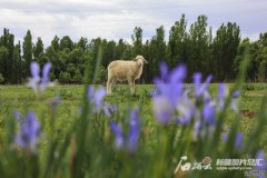 夏日限定！新疆的草原美若壁纸